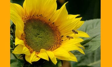 Piqûre de guêpe ou d’abeille : que faire ?